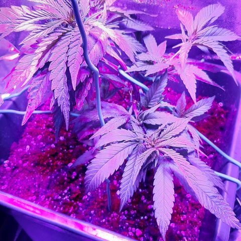 Cherry Punch growlog photo: LST