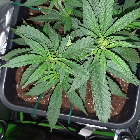 Cherry Punch growlog photo: LST