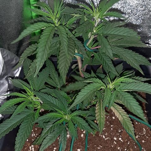 Cherry Punch growlog timeline photo
