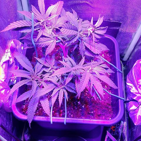 Cherry Punch growlog photo: Sta sviluppando altri bei germogli e tanti, la pianta cresce bene.