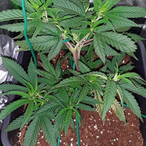Cherry Punch growlog photo: Sta sviluppando altri bei germogli e tanti, la pianta cresce bene.