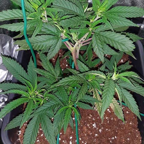 Cherry Punch growlog timeline photo
