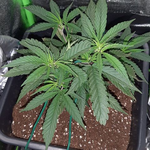 Cherry Punch growlog timeline photo