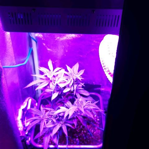 Cherry Punch growlog timeline photo