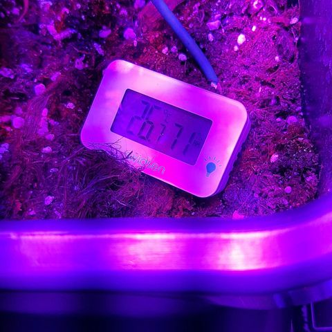 Cherry Punch growlog timeline photo