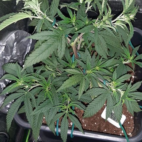 Cherry Punch growlog timeline photo
