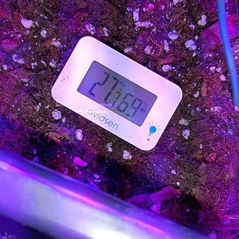 Cherry Punch growlog photo: Ore 10.30 temperatura e umidità perfette