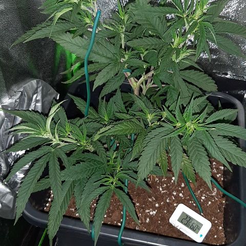 Cherry Punch growlog timeline photo