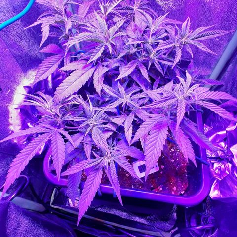 Cherry Punch growlog photo: Ottimo stato, a breve la manderò in fioritura.
Ore 21.30
