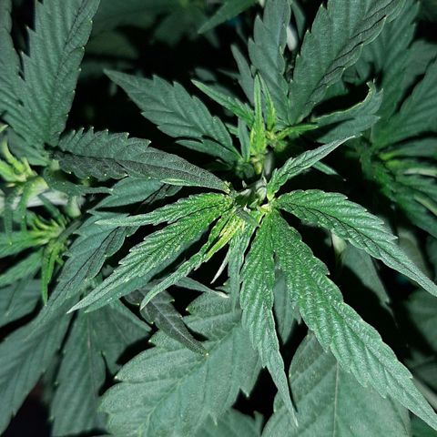 Cherry Punch growlog photo: Ottimo stato, a breve la manderò in fioritura.
Ore 21.30