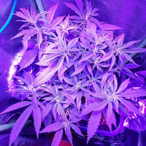 Cherry Punch growlog photo: Ottimo stato, a breve la manderò in fioritura.
Ore 21.30