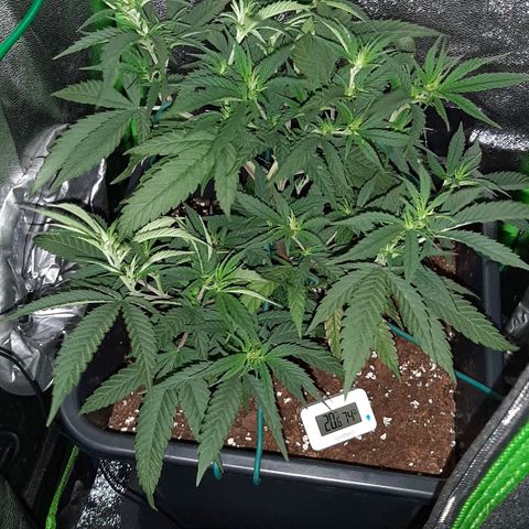 Cherry Punch growlog photo: Ottimo stato, a breve la manderò in fioritura.
Ore 21.30