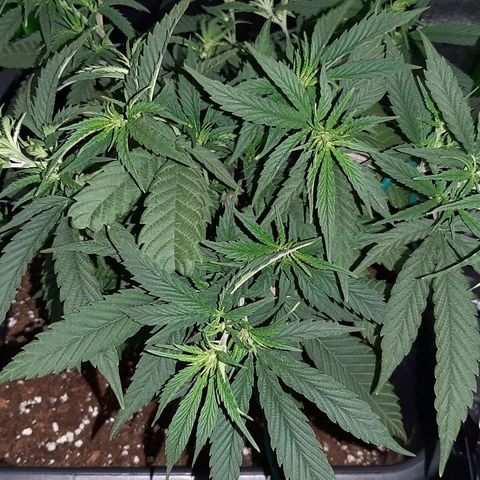 Cherry Punch growlog photo: Ottimo stato, a breve la manderò in fioritura.
Ore 21.30