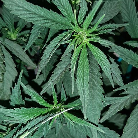 Cherry Punch growlog photo: Ottimo stato, a breve la manderò in fioritura.
Ore 21.30