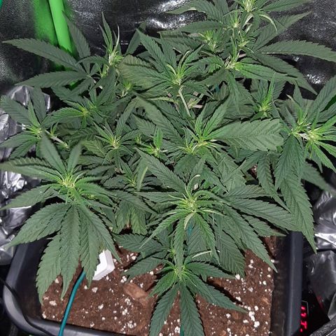 Cherry Punch growlog photo: Ottimo stato, a breve la manderò in fioritura.
Ore 21.30