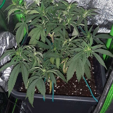 Cherry Punch growlog timeline photo
