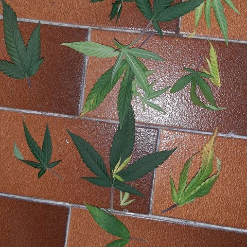 Cherry Punch growlog photo: Leggera defogliazione ore 21.