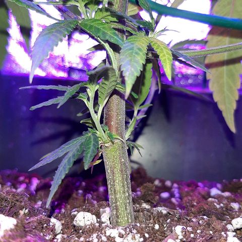 Cherry Punch growlog timeline photo