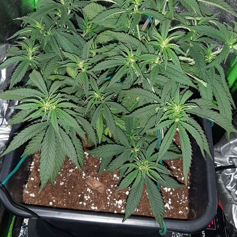 Cherry Punch growlog timeline photo