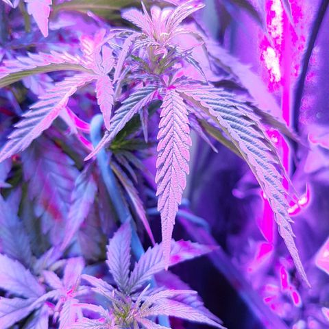 Cherry Punch growlog timeline photo