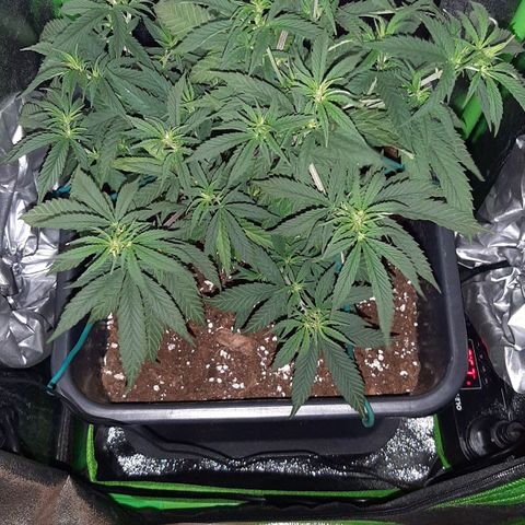 Cherry Punch growlog timeline photo