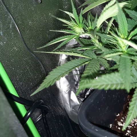 Cherry Punch growlog photo: Stamattina le foglie si sono riprese (verso l'alto) dopo averla irrigata ieri e avendo eliminato qualche foglia morta e/o inutile.