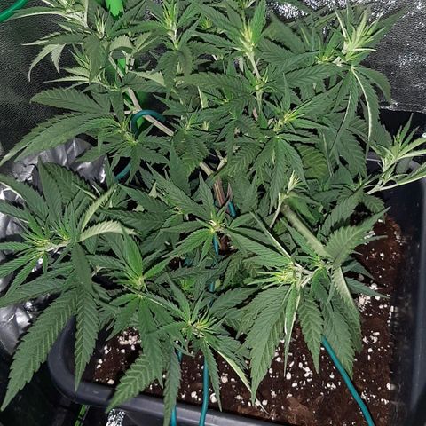Cherry Punch growlog timeline photo