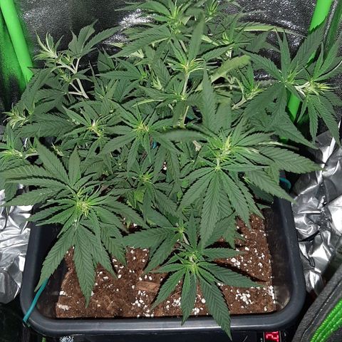 Cherry Punch growlog photo: Ore 20.00
1 giorno switch
