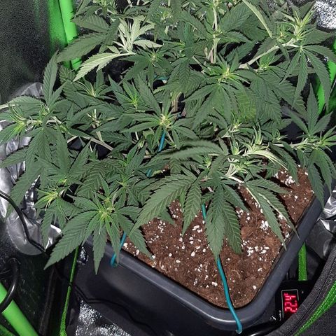 Cherry Punch growlog photo: Ore 20.00
1 giorno switch