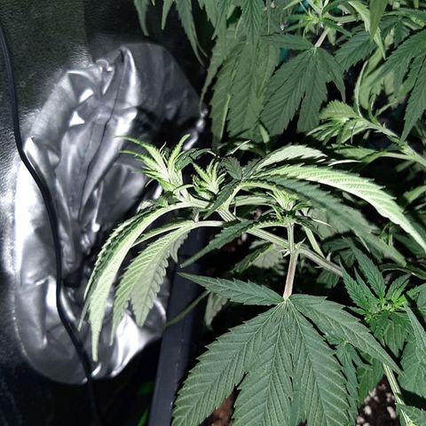 Cherry Punch growlog photo: L'ho trovata di nuovo floscia.