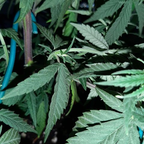 Cherry Punch growlog photo: L'ho trovata di nuovo floscia.