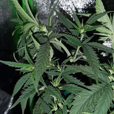 Cherry Punch growlog photo: L'ho trovata di nuovo floscia.