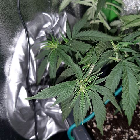 Cherry Punch growlog photo: L'ho trovata di nuovo floscia.