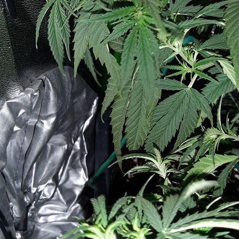 Cherry Punch growlog photo: L'ho trovata di nuovo floscia.