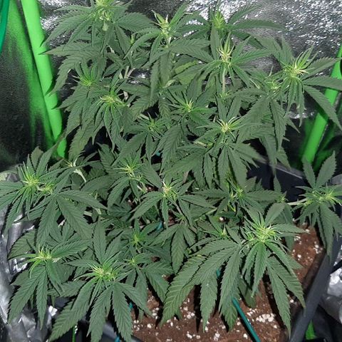 Cherry Punch growlog photo: Le radici stanno sputando sotto al vaso, quindi a giorni gli faro un travaso in un 25lt + terreno pre fertilizzato PLAGRON Royal Mix.