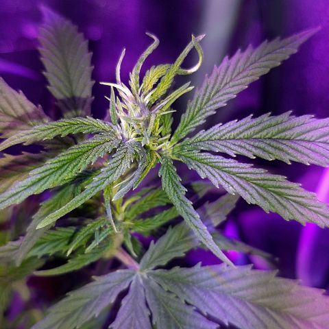 Cherry Punch growlog photo: Le radici stanno sputando sotto al vaso, quindi a giorni gli faro un travaso in un 25lt + terreno pre fertilizzato PLAGRON Royal Mix.