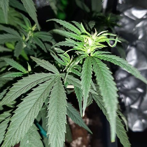 Cherry Punch growlog photo: Le radici stanno sputando sotto al vaso, quindi a giorni gli faro un travaso in un 25lt + terreno pre fertilizzato PLAGRON Royal Mix.