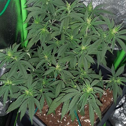 Cherry Punch growlog timeline photo