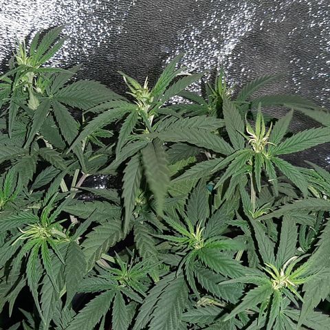 Cherry Punch growlog photo: Le radici stanno sputando sotto al vaso, quindi a giorni gli faro un travaso in un 25lt + terreno pre fertilizzato PLAGRON Royal Mix.