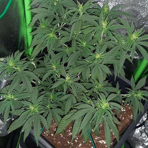 Cherry Punch growlog photo: Le radici stanno sputando sotto al vaso, quindi a giorni gli faro un travaso in un 25lt + terreno pre fertilizzato PLAGRON Royal Mix.