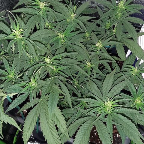 Cherry Punch growlog photo: Ore 7.30.