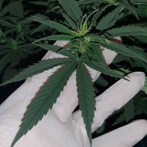 Cherry Punch growlog timeline photo