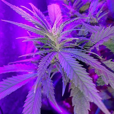 Cherry Punch growlog timeline photo