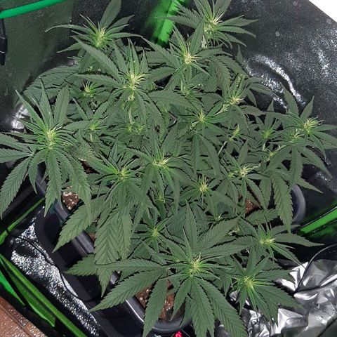 Cherry Punch growlog timeline photo