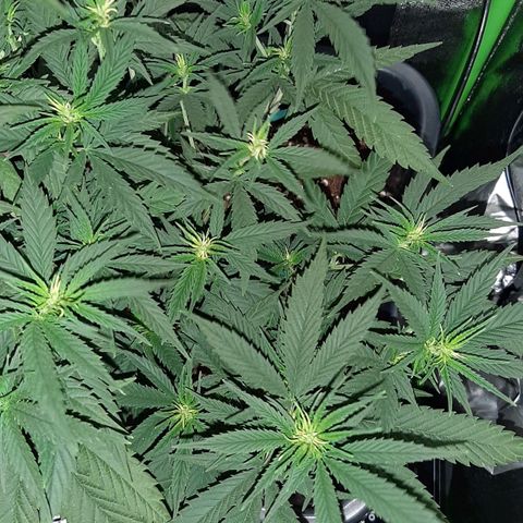 Cherry Punch growlog timeline photo