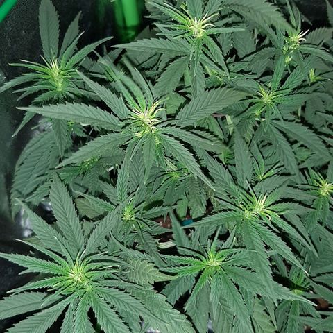 Cherry Punch growlog timeline photo