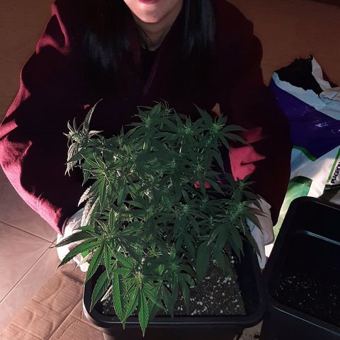Cherry Punch growlog photo: TRAVASO DA 18LT A 25LT