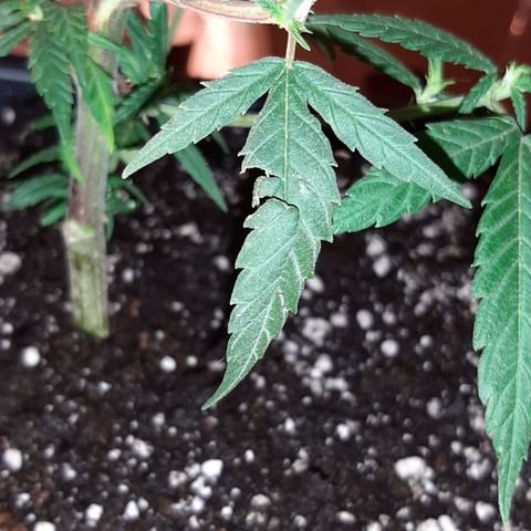 Cherry Punch growlog photo: TRAVASO DA 18LT A 25LT