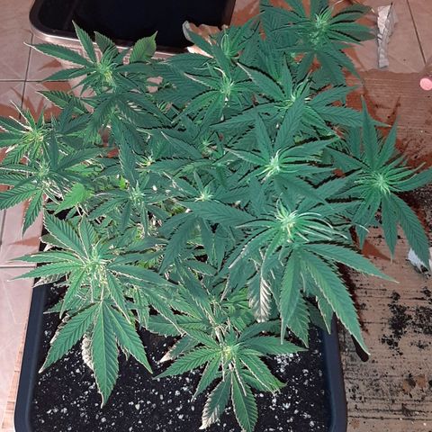 Cherry Punch growlog photo: TRAVASO DA 18LT A 25LT
