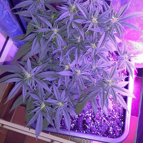 Cherry Punch growlog photo: TRAVASO DA 18LT A 25LT